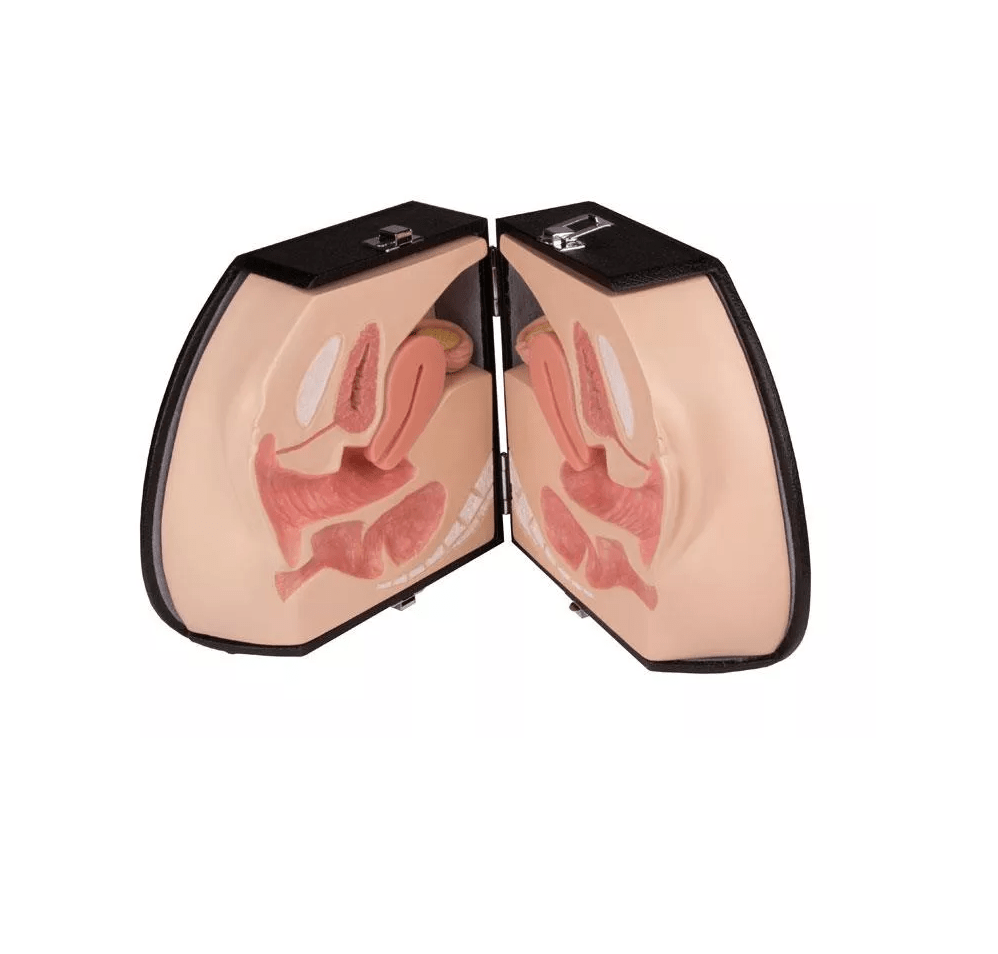 Weibliches Genitalorgan - Erler - Zimmer